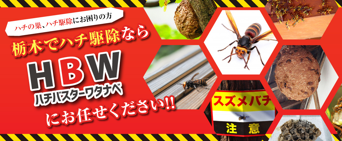 栃木でハチ駆除ならHBWにお任せください