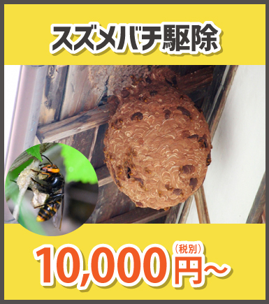 スズメバチ駆除 10,000円（税別）〜