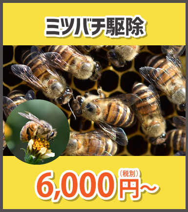 ミツバチ駆除　6,000円（税込）〜